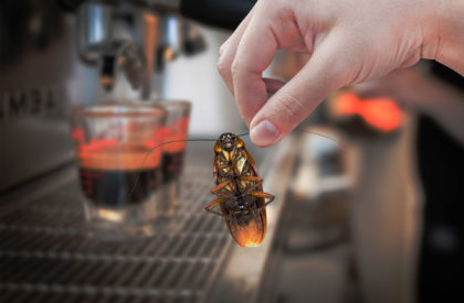 Woman's Hand holding cockroach on coffee machine fresh background, eliminate cockroach in coffee shop and kitchen