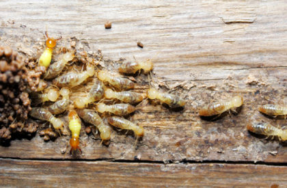 termites, termite inspection, termite treatment, termite droppings