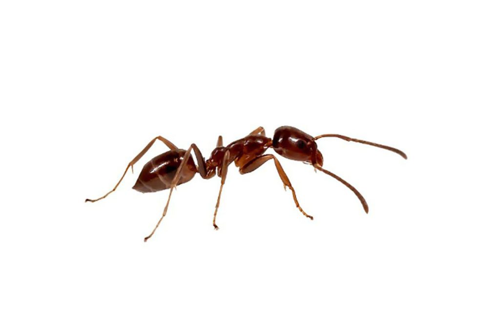 Ants – Triton Termite and Pest Control