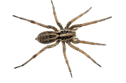 A very large Wolf spider, overheadview , symmetrical pose.